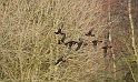 Mandarin males and female - D